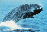 Right Whale